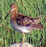 Snipe (Gallinago delicata) Brownish Appearance Pointed Wings