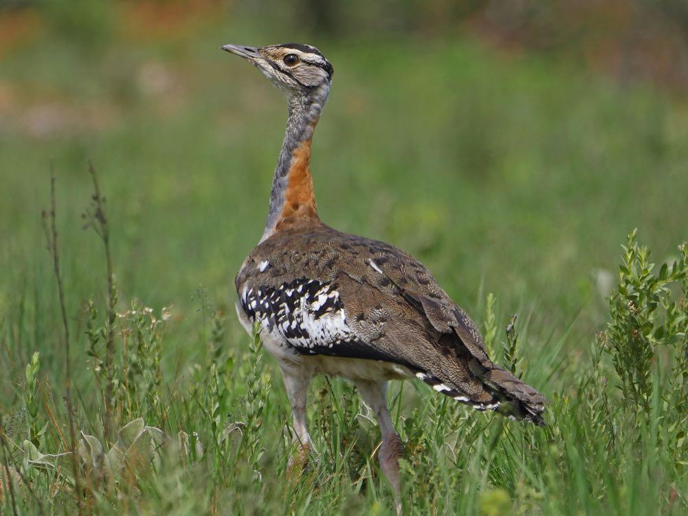 A superb male Denham s Bustard, a species that is easily seen on the Nyika Plateau.