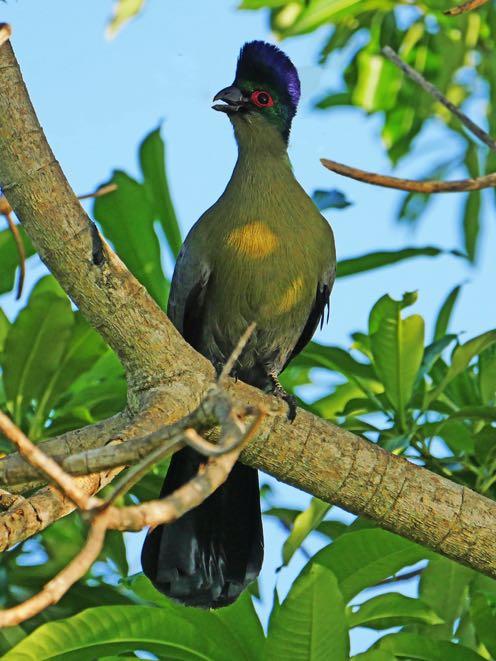Purple-crested Turaco (P-c Lourie) Tauraco porphyreolophus Wonderful views in Liwonde NP. Grey Go-away-bird (G Lourie) Corythaixoides concolor Singletons in Liwonde NP.