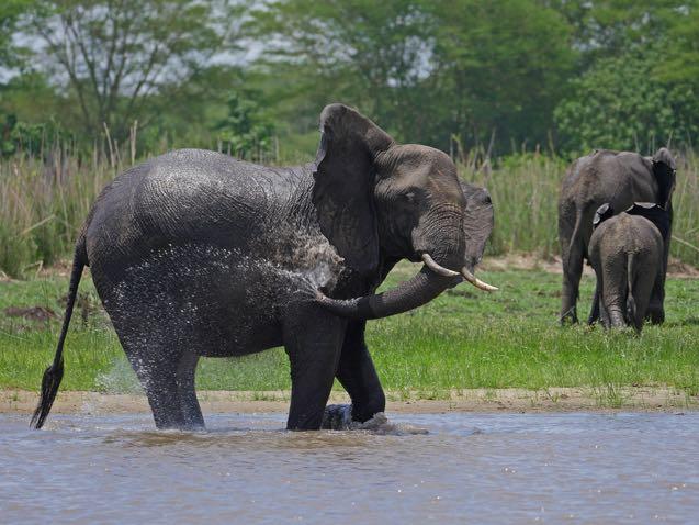 Top: African Savanna Elephant and Hippopotamus.