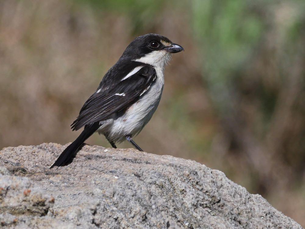(Nik Borrow) Northern Fiscal Lanius humeralis At least one of the birds seen on the Nyika Plateau