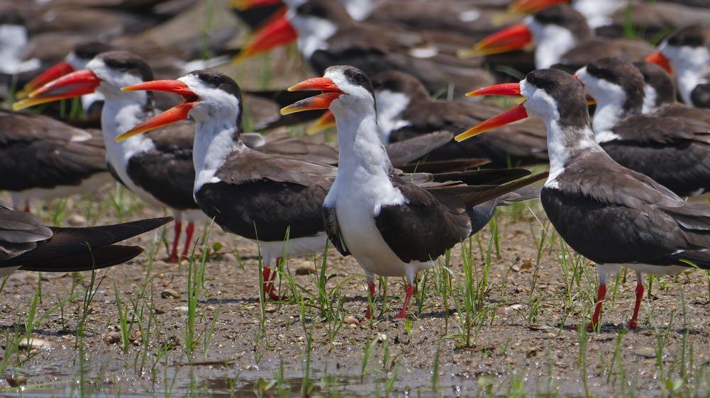 African Wattled, Spur-winged and Long-toed Lapwings and Collared Pratincoles alongside Palearctic migrants such as Common Greenshank and Common and Wood Sandpipers.