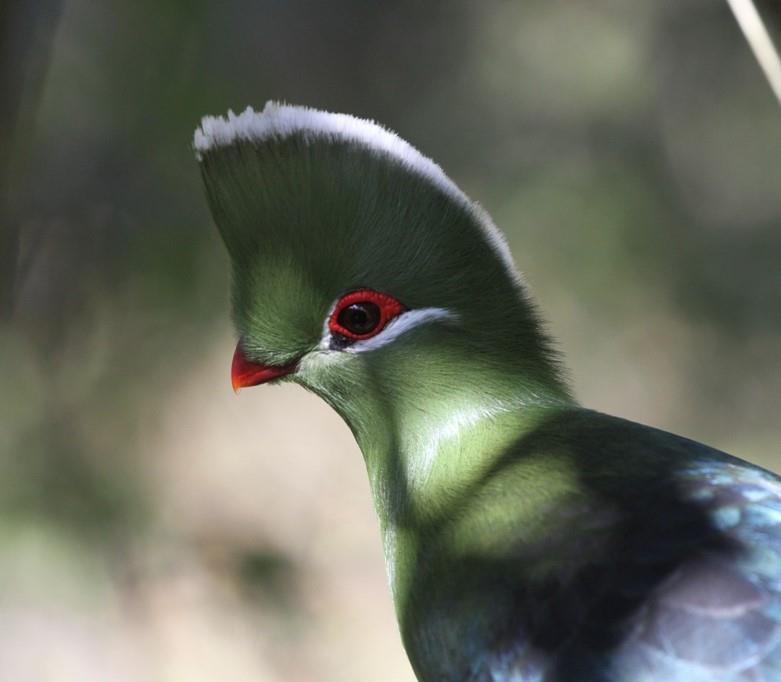 Normally hidden in the canopy, we were treated to close up views of Knysna Turaco at our B&B.