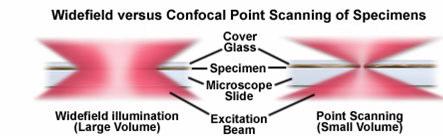 Confocal microscopy http://micro.magnet.