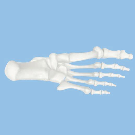 3 Determine entry point Instrument 03.010.115 Guide Wire 3.2 mm, length 290 mm The entry site is in line with the tibial canal and the lateral column of the calcaneus.