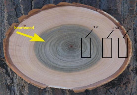 Fig. 1. Heartwood (1 st ), inner sapwood (2 nd ) and outer sapwood (3 rd ) of Dialium spp.
