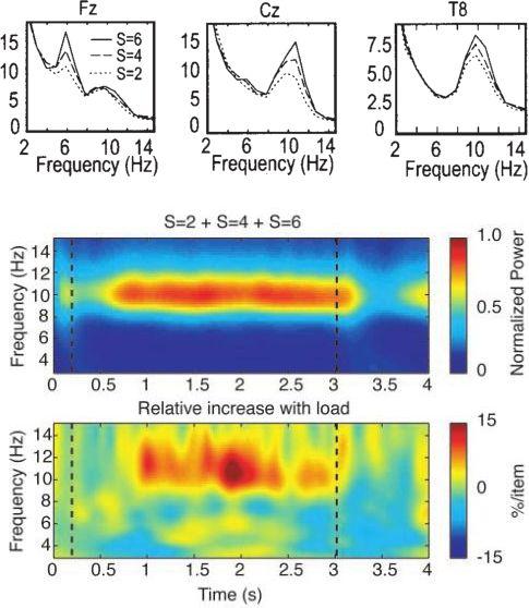 5 Jensen et al. (22): Oscillations in the alpha band (9 12 Hz) increase with memory load during retention in a short-term memory task. Cereb Cortex. niko.busch@charite.