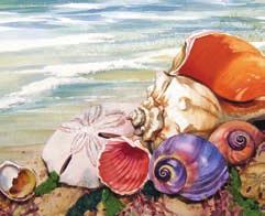 coverartist Shells by the Shore by Nancy Wernersbach Often characterized as windows to the outdoors, Nancy Wernersbach s oil and watercolor paintings celebrate the wonders of nature too often
