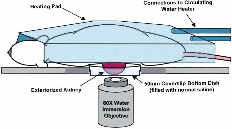 Experimental arrangement for intravital imaging of rat kidney Anesthesia is provided via 1% halothane and low-flow