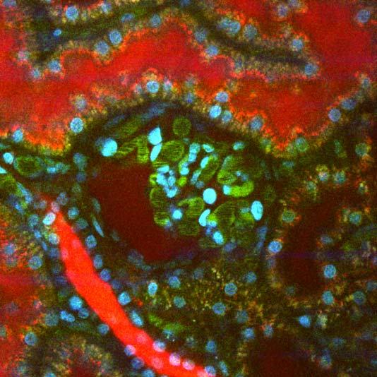 2-photon microscopy of glomerular filtration in a living rat Hoechst-labeled nuclei, 500 Kd fluorescein