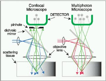 Multi-photon microscopy is less sensitive to light scatter by tissues attenuation