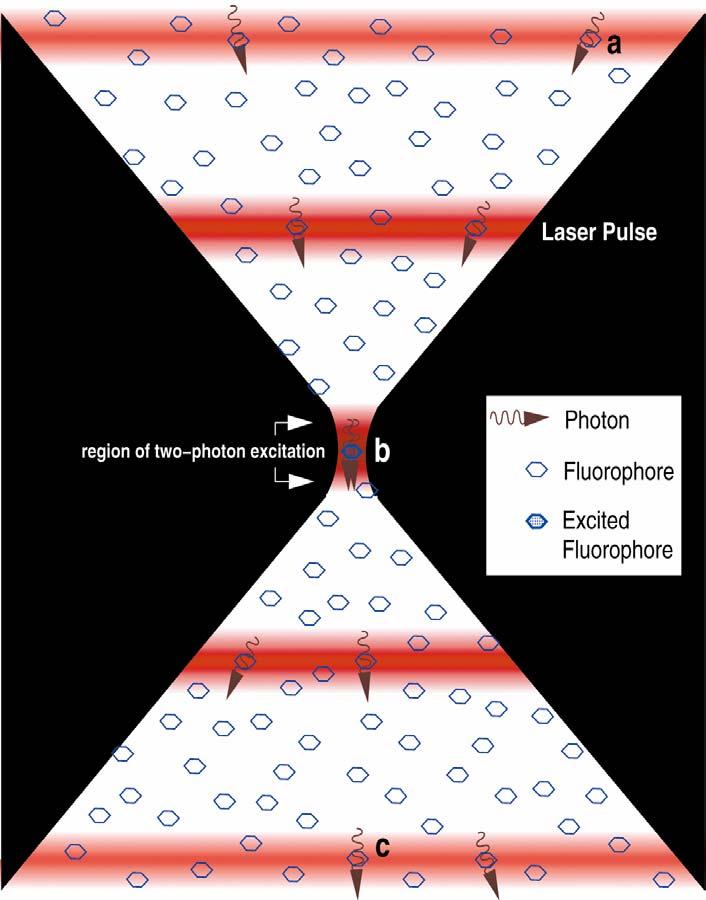 Pulsed laser emissions provide for power sufficient for multiphoton absorption without photo-damage Pulsed laser provides low