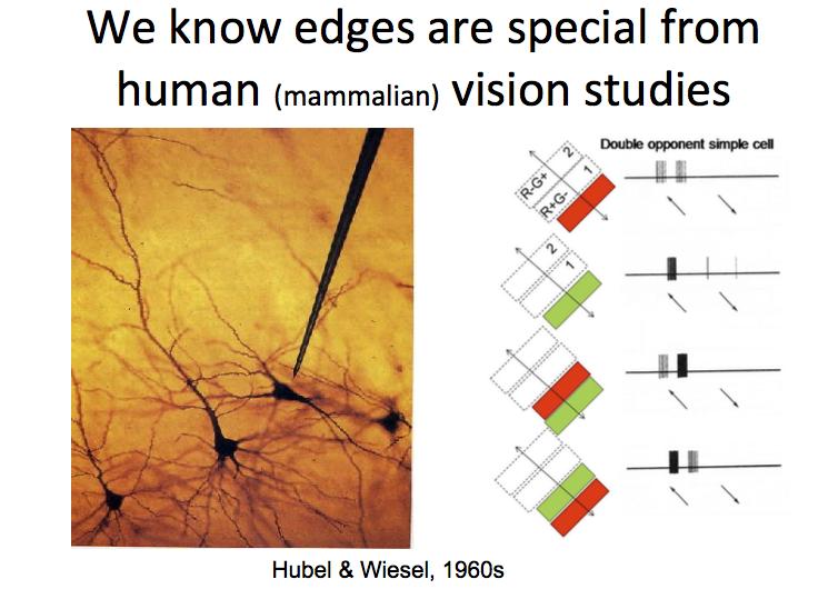 Edge Detection: Mammal Vision Slide