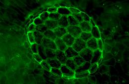 Tailored Precisely to Your Applications Typical applications, typical specimens Plant biology Developmental biology Forensics Task Observe