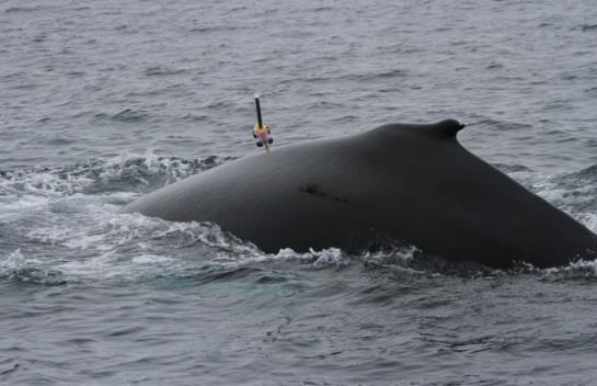 DATA STREAMS Humpback whale mn12_170 -- 1st tag-on: 18-Jun-2012 03:31:42 UTC 78 77.9 Latitude ( N) 77.8 77.7 77.6 77.5 12.