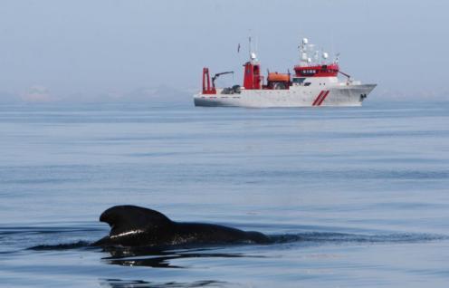 SEA MAMMALS AND SONAR SAFETY PROJECT International research
