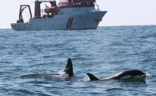 cetaceans to naval sonar signals, in order to establish safety