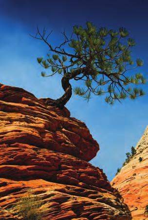 Photo Recipes to Help You Get The Shot Characteristics of this type of shot: you re shooting a well-known subject (this lone tree in Zion National Park) in harsh direct light; it has surprisingly