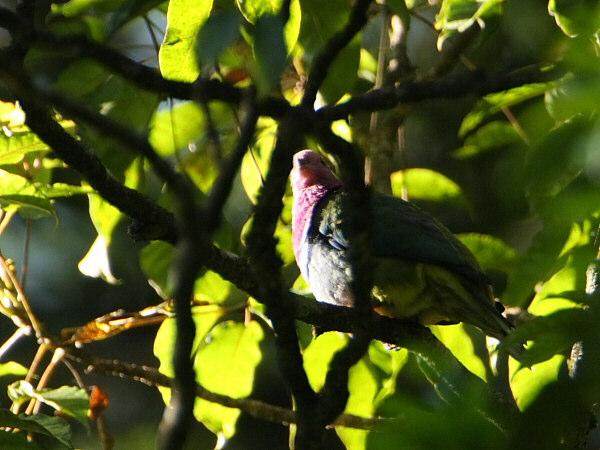 PIGEONS Pink-headed Fruit-Dove showed well three times in Gede, Darkbacked Imperial Pigeons seemed to be very common in Halimun from the number of calls heard, but we struggled till we found one