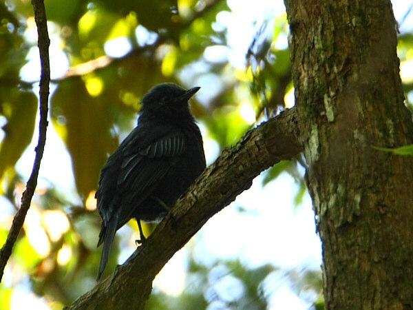 Javan Cochoa Indra knows the territories of a few pairs, but his whistles all remained unanswered for some reason, luck was with us however and we encountered a pair that was just feeding in the