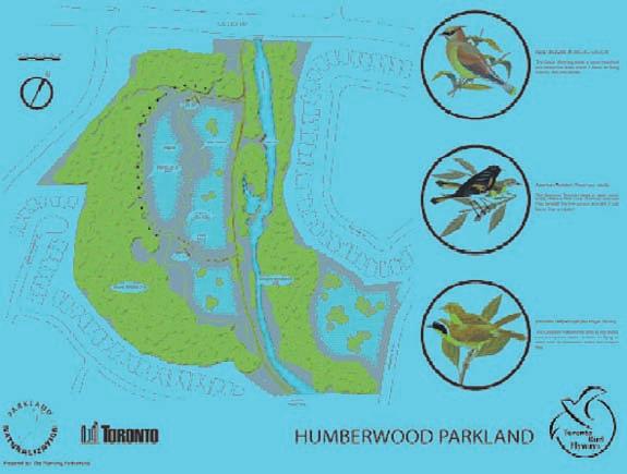 Toronto s Bird Flyways Project 15 Toronto s ravine system attracts many bird species.