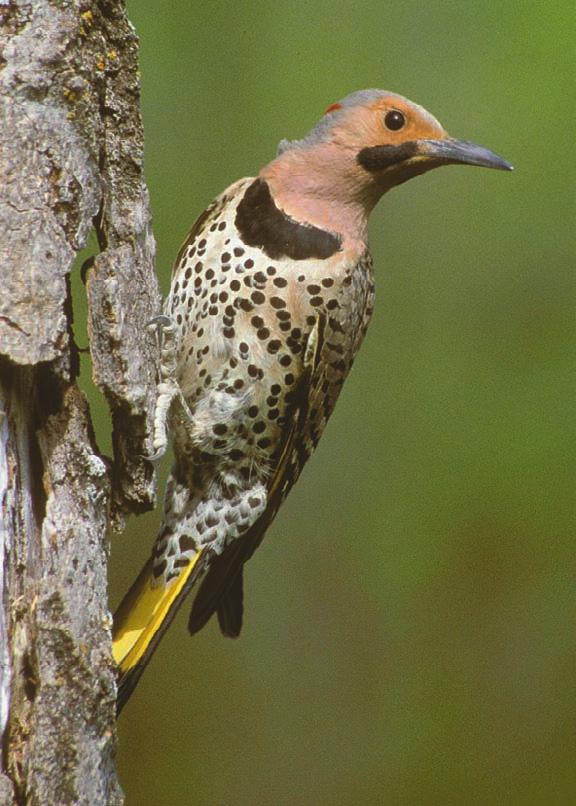 18 Birds of Toronto Northern Flicker (Colaptes auratus) Migrating at night back to Toronto and the rest of southern Ontario in late March and early April, the Northern Flicker is a sure sign of