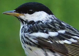 The Blackpoll Warbler is perhaps the most compelling example of songbird migration in the western hemisphere, illustrating the sensitive interconnection of environments and human activities across