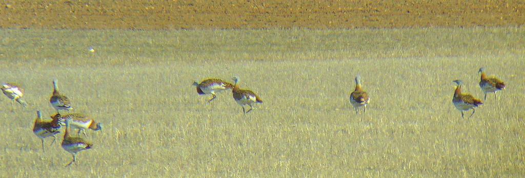 Great Bustard Tour In our Great Bustard Tour we will drive to the steppes of East Albacete in search of stunning birds. It is a wonderful place for birding and enjoying the beauty of the landscape.