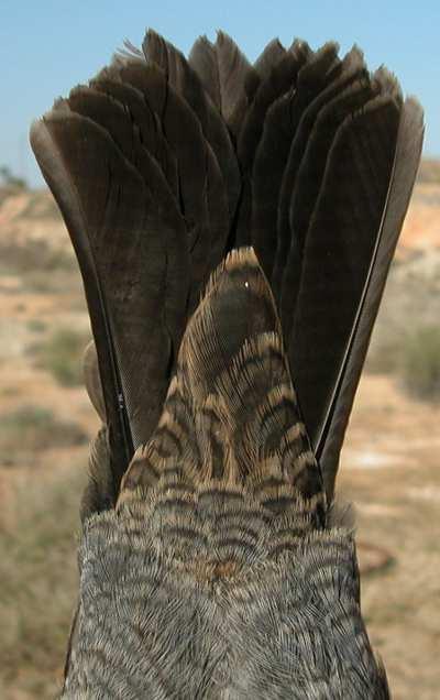 CAUTION: adult females have blue tinge on upperparts, throat and breast but always have a barred pattern. Juveniles cannot be sexed using plumage characters.