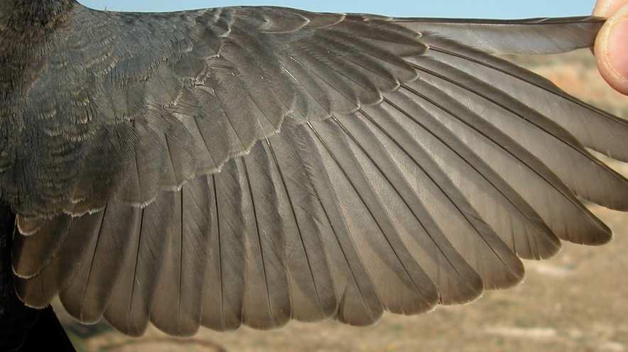 Male: pattern of wing (18- X).