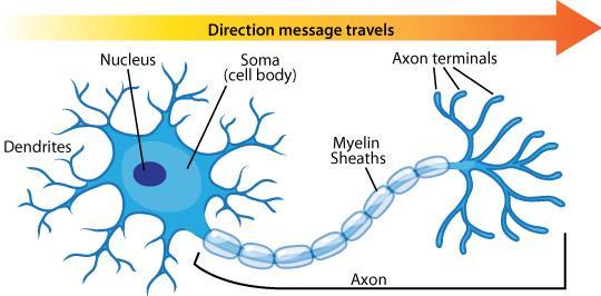 The Neuron Each neuron has a body, axon, and many dendrites A neuron can fire or rest If the sum of weighted inputs larger than a