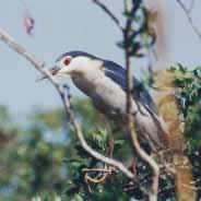 The numbers increased to the first peak in June due to the high breeding activities comprising nesting, egg laying, incubating, hatching and fledgling.
