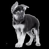 12 Here are two pieces of information about dogs called German Shepherds.