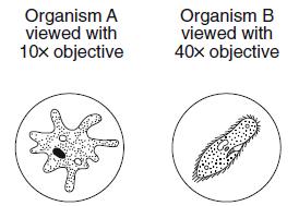 Base your answer to the following question on the information and diagrams below and on your knowledge of biology.