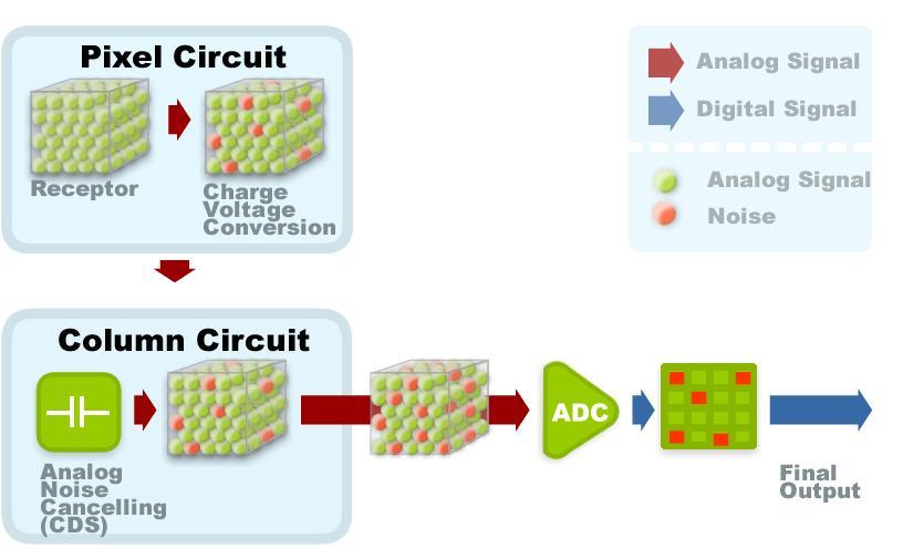 As the light signals are converted into electrical signals by the photodiode array, these signals are then sent to the analog-to-digital conversion (ADC) circuits, located adjacent to the photodiode