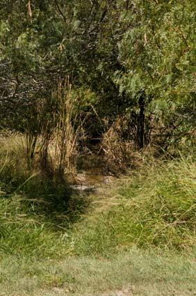3 Riparian Woodland Enhancement Remove Guinea grass Clean up debris Increase plant
