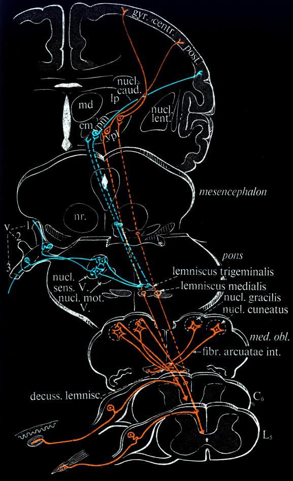 II. Major somatosensory pathways: Lemniscus medialis &