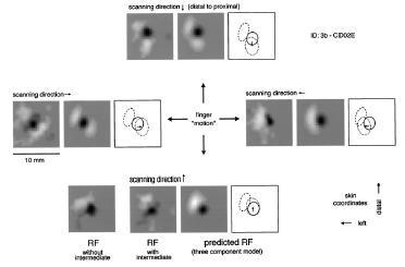 The 3 component RF model Fix components: -orientation selectivity -spatial filter (selectivity for spatial features, patterns) Lagged inhibition: -stimulus gradient