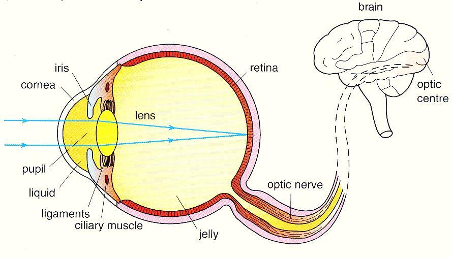 required to focus objects at different distances on the retina. We find a structure called iris behind the cornea. Iris is a dark muscular diaphragm that controls the size of the pupil.