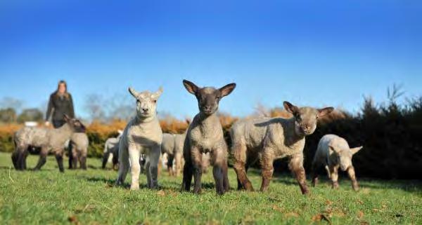 Lambing Find out what s involved at lambing time: