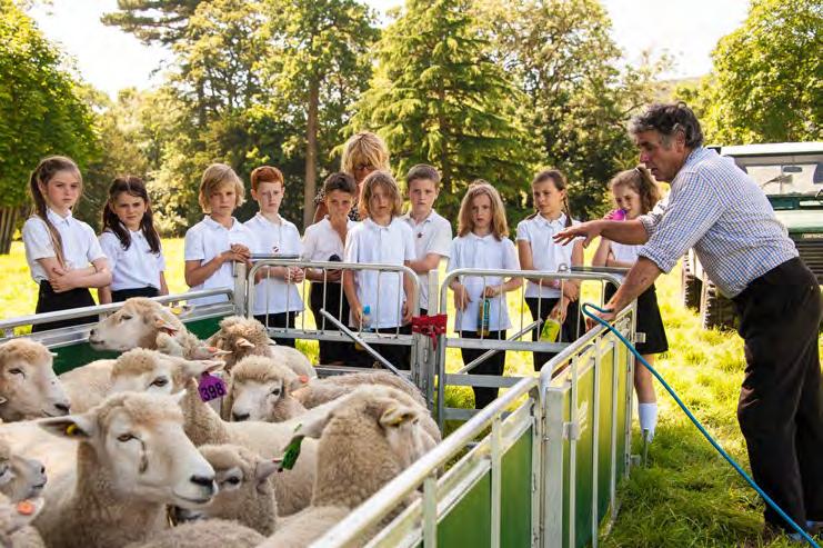 Sheep farm visits can help you to find a sheep farmer who may either welcome you onto the farm or visit your school. Contact FACE to find out about your Regional Education Co-ordinator.
