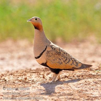 Figure 3 - Black- bellied Sandgrouse, Cream- coloured Courser, and Trumpeter Finch We then headed down to the farmland which runs alongside the Oued Massa, when we spent a very pleasant hour walking