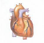 Respiratory sinus arrythmia (RSA) Oscillatory component in cardiovascular
