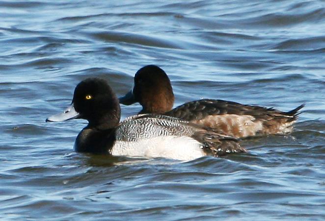 Lesser Scaup Winter Resident Once very common in Palm Beach County Population greatly decreased due to loss of breeding habitat in