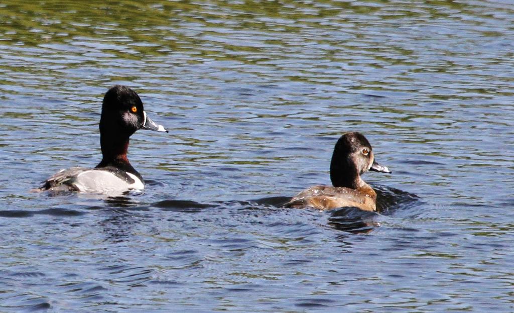 Ring-necked Duck Winter Resident, breeds in Canada Male has a bright white patch on each