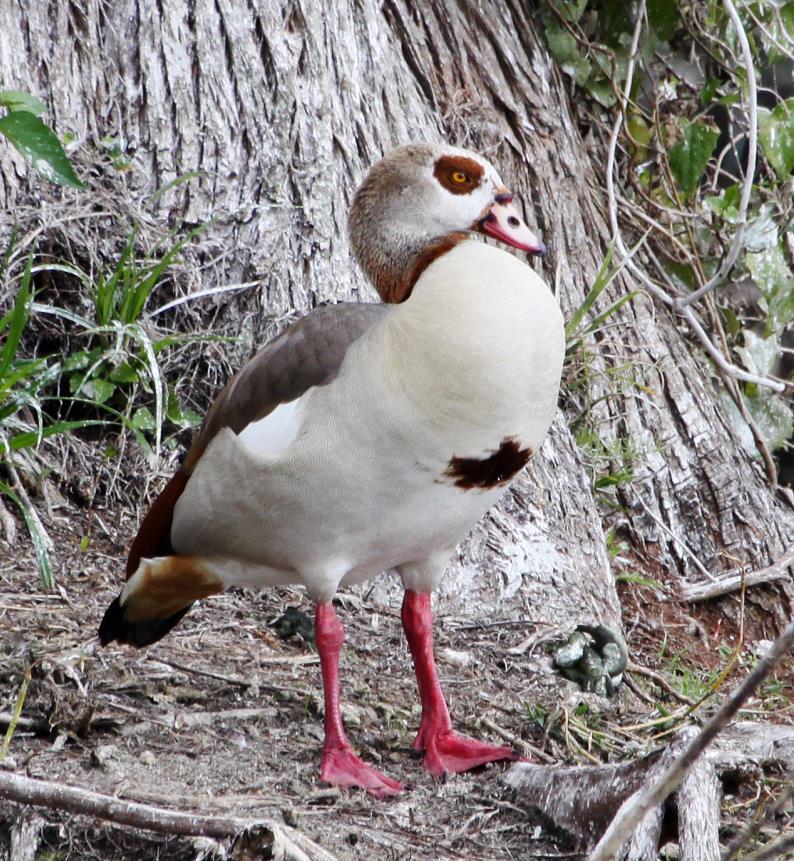 Egyptian Goose African Species Escaped from captivity and now breeding in Palm