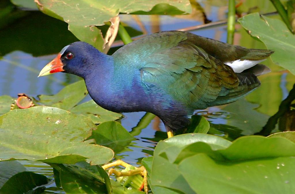 Purple Gallinule Year round resident Brilliantly colored Shy, keeps itself
