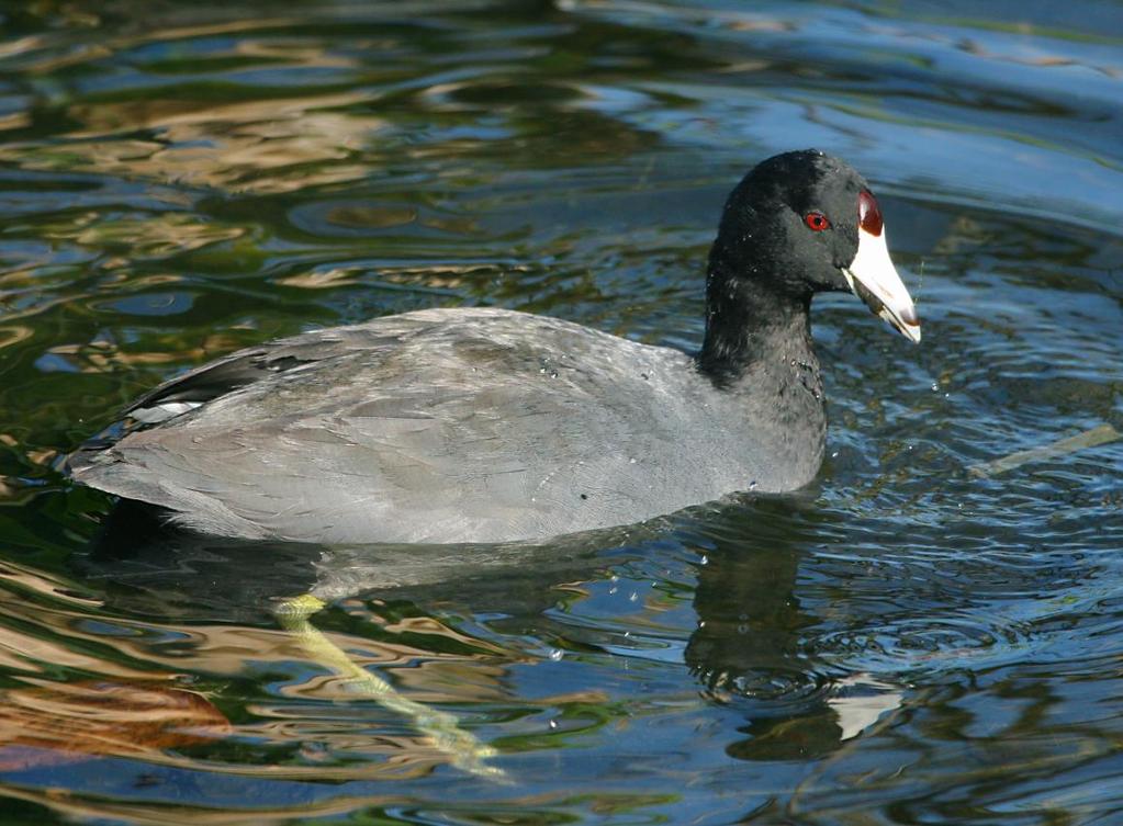 American Coot Year round resident Abundant in winter, common during rest of the year Eats grass