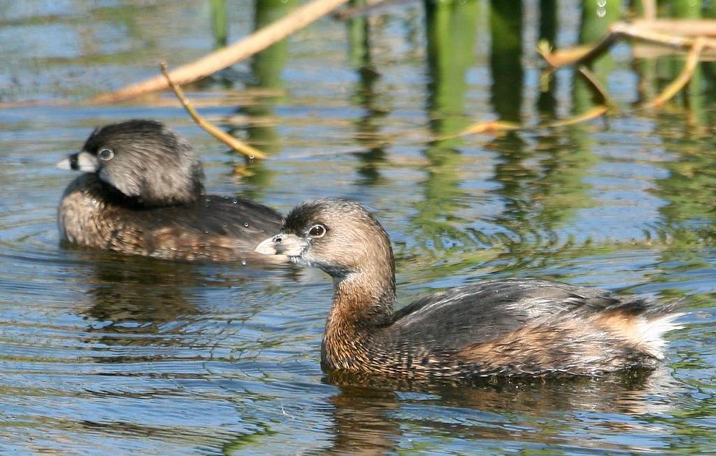 Pied-billed Grebe Year round resident Small bird, frequently seen diving for food Eats