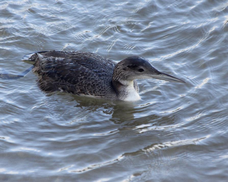 Common Loon Transient migrant Seen during spring and fall migrations at inlets and in ocean